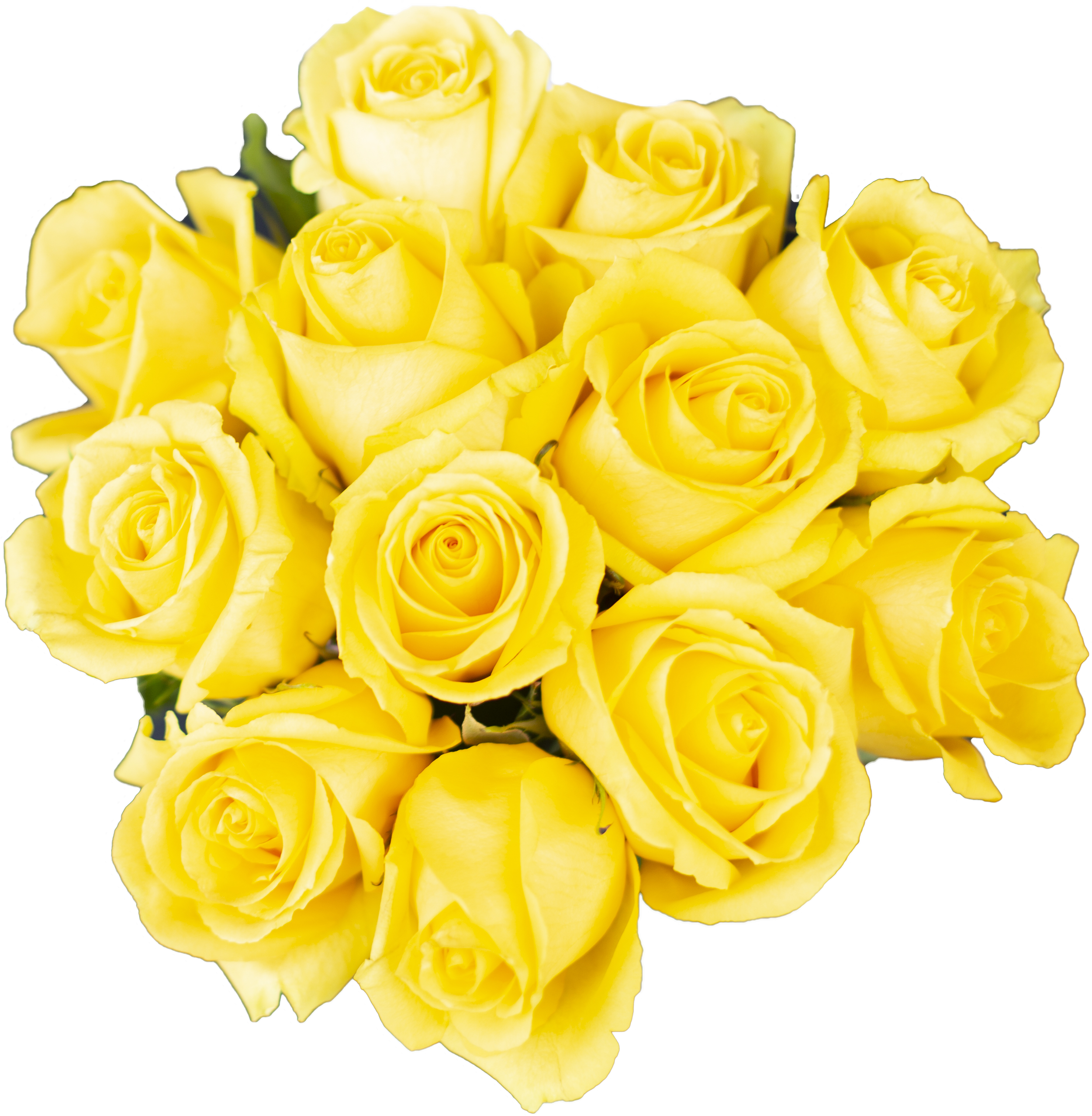 Yellow Roses on White.png