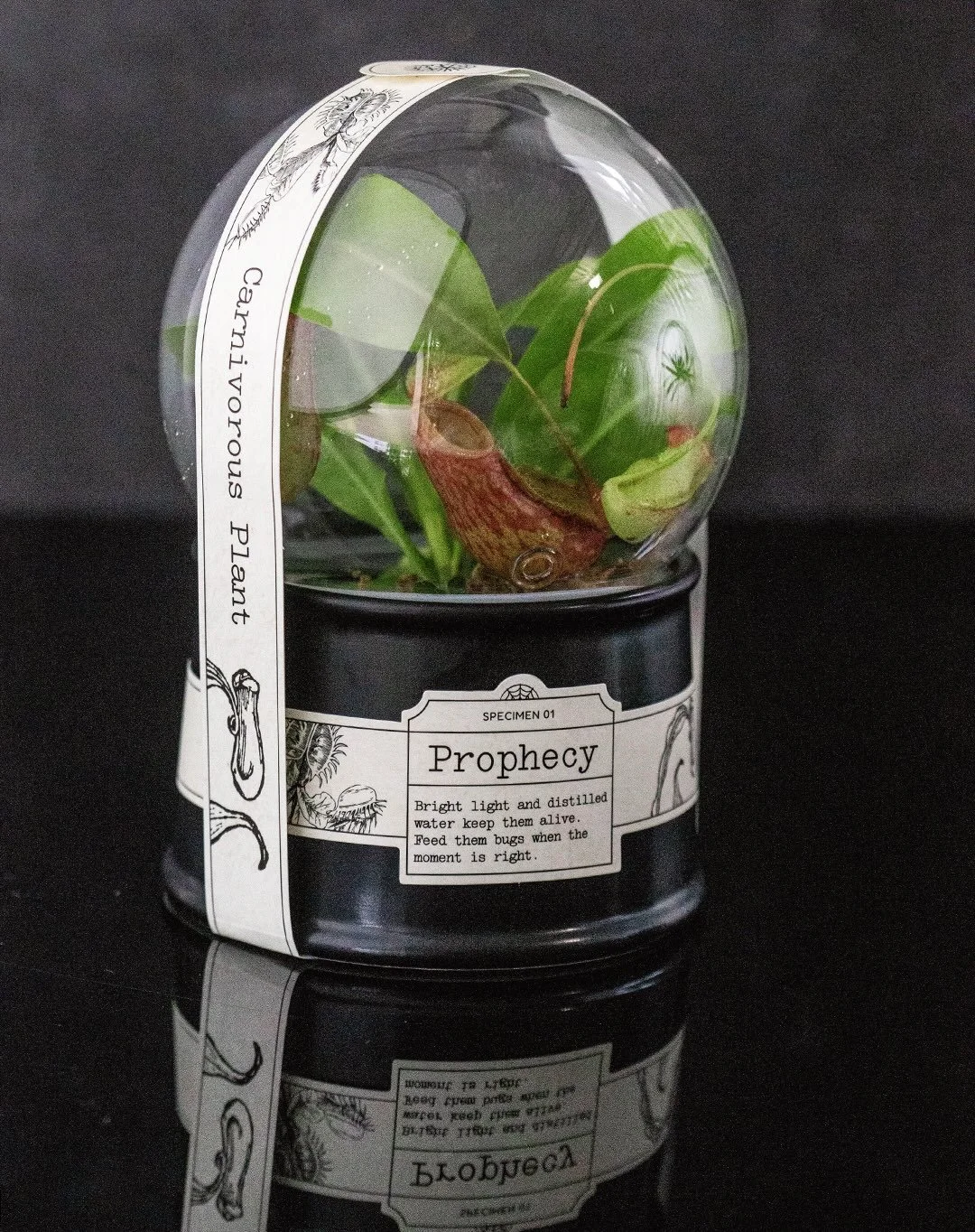 New to the collection! Each piece showcases a low-maintenance air or carnivorous plant paired with a unique faux specimen. Perfect decor piece or gift! Discover the full assortment in stores 🕷️