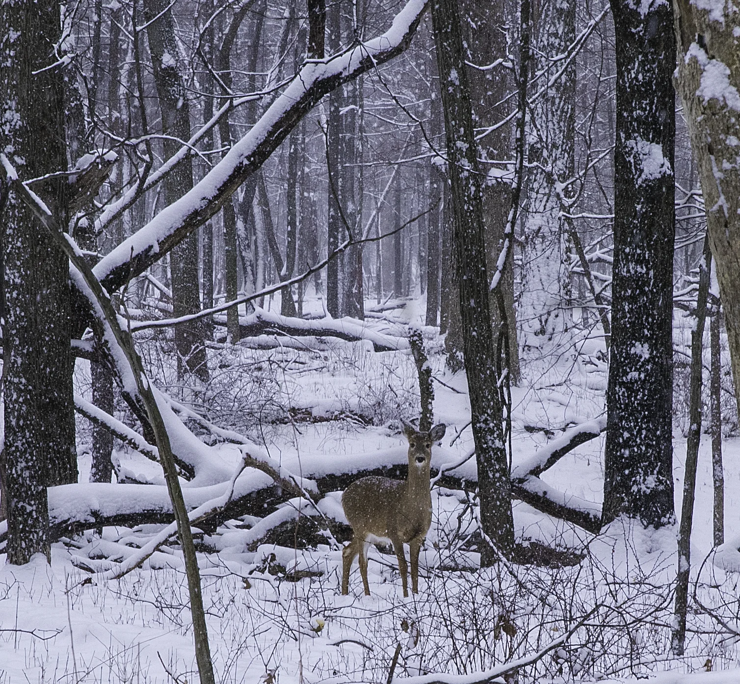deer 1.jpg