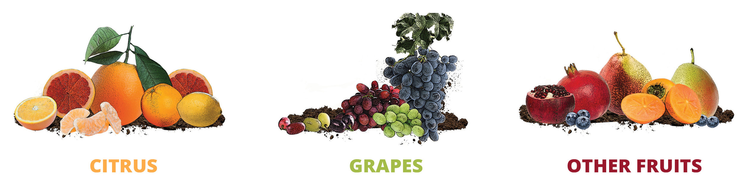 Website Reskin • Fruit Collages 