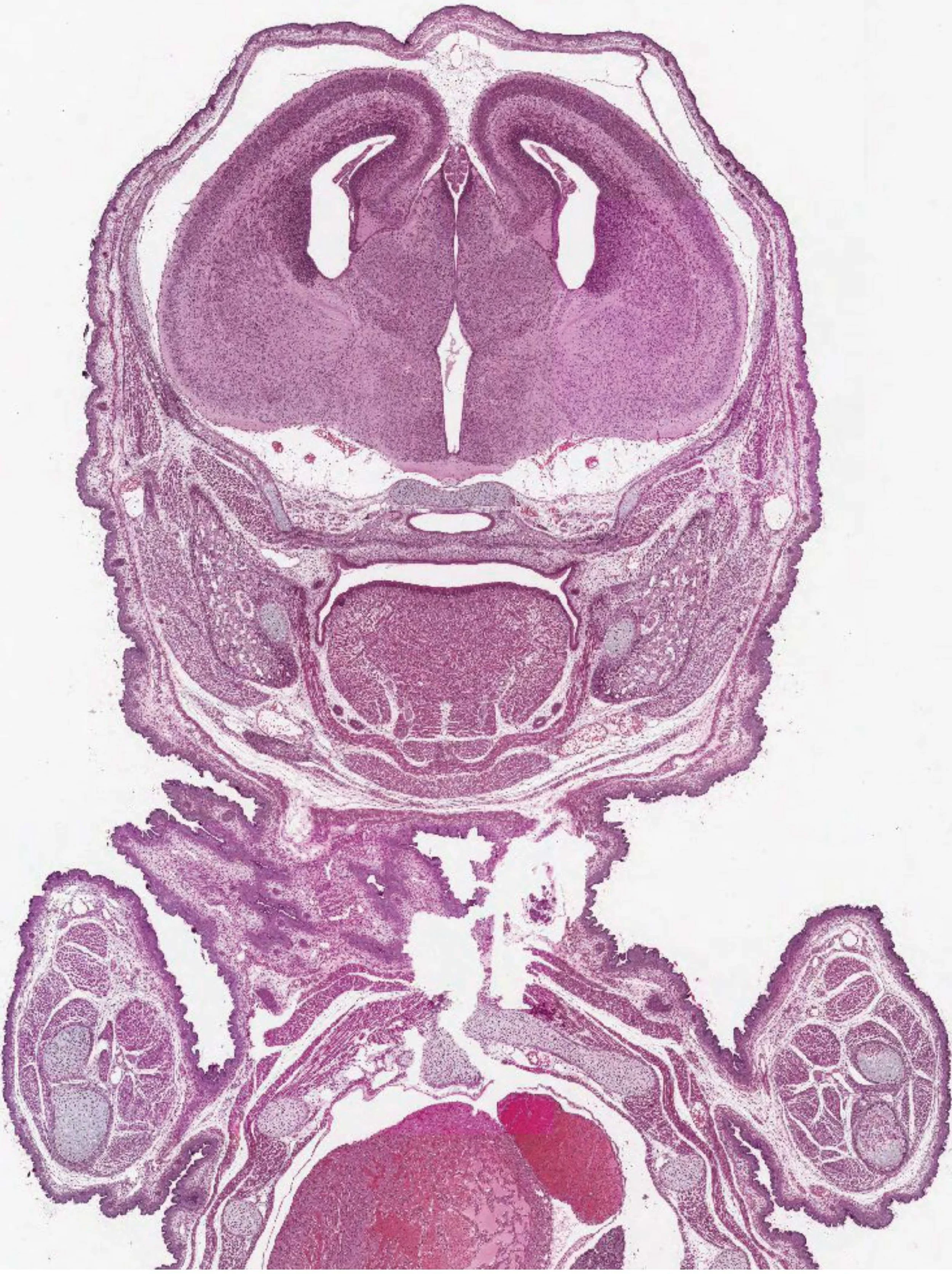 Embryo images 2.jpg