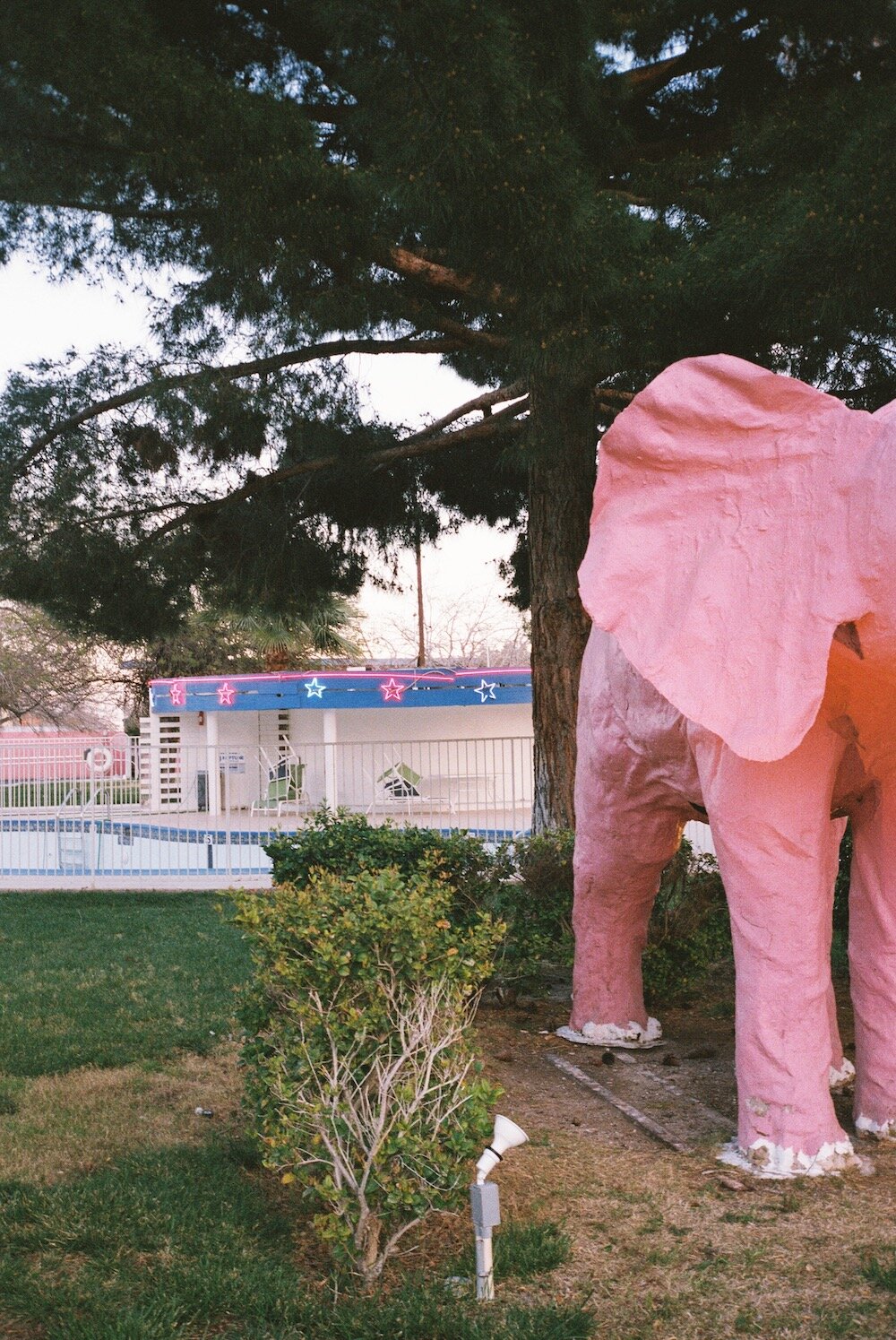 downtown las vegas wedding chapel pink elephant showgirl00010.jpeg