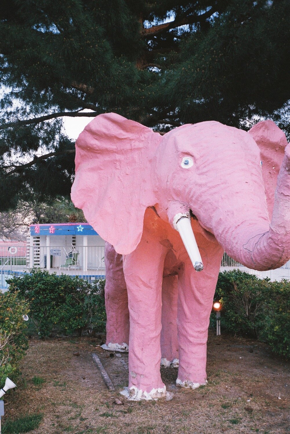 downtown las vegas wedding chapel pink elephant showgirl00011.jpeg