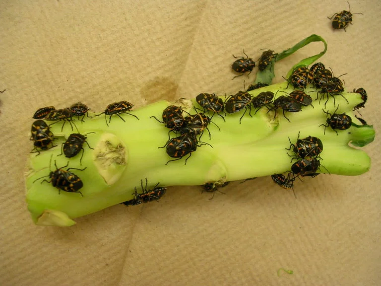 Harlequin Adults