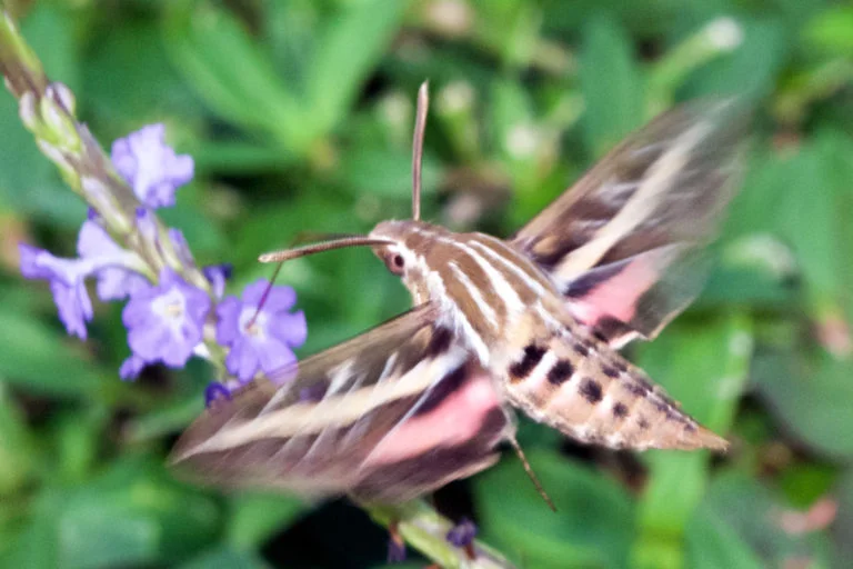 Sphinx Moth