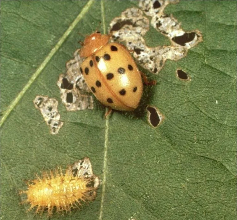 Colorado Bean Beetle