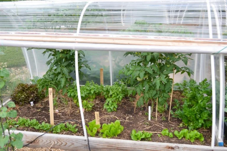 tomatoes7-1-768x512.jpg