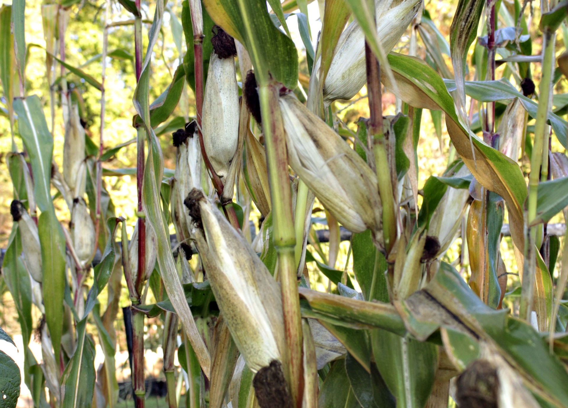 popcorn_on_plant_01.jpg