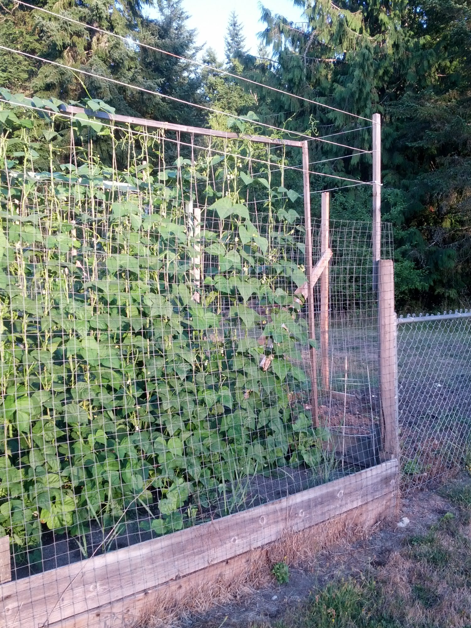 trellis_01-1500x2000.jpg