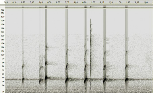 Frog call spectrogram