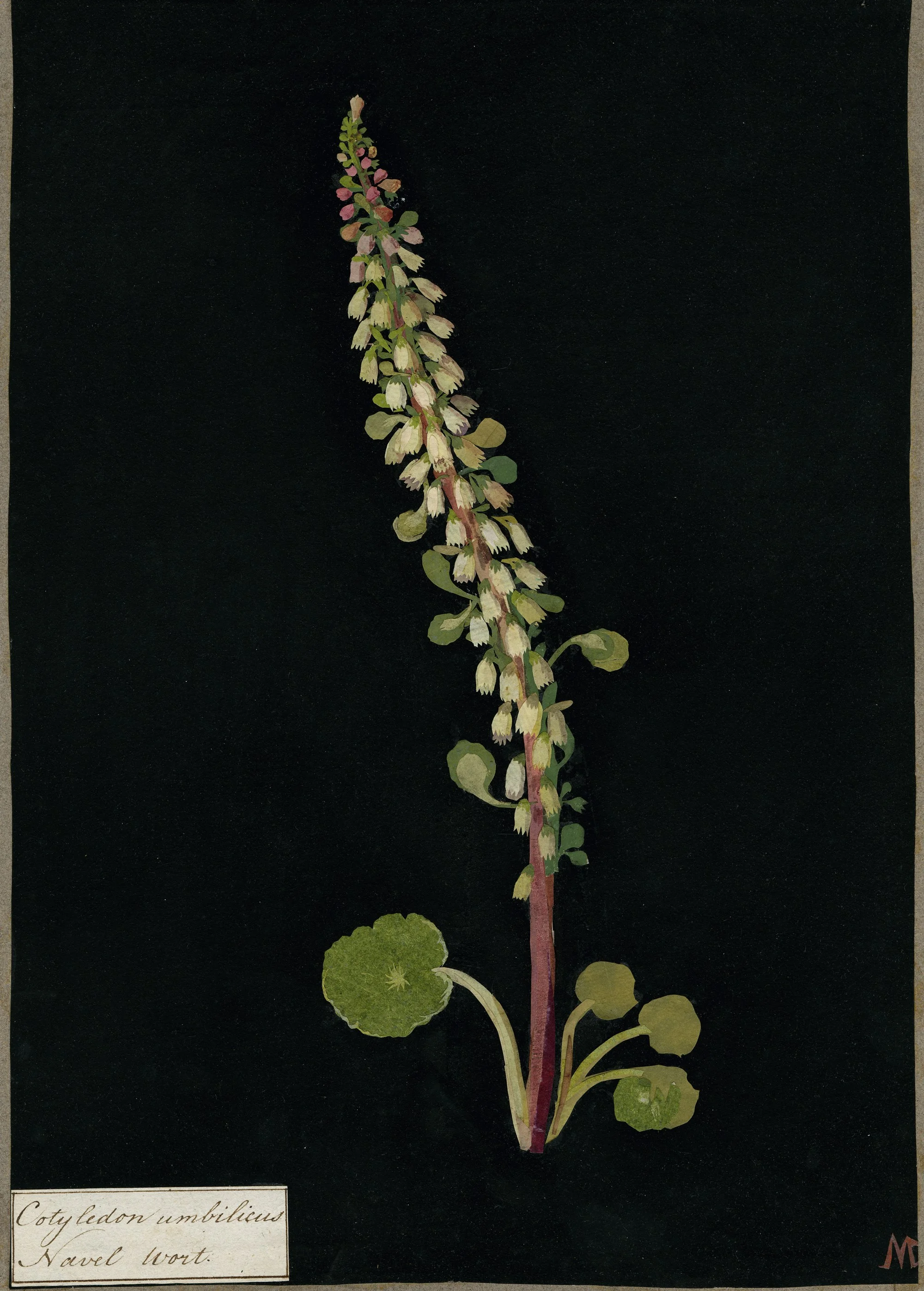 Mary Delany, Erica Coccinea (1776)