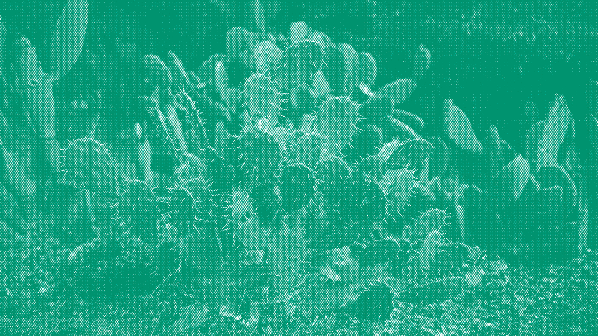 green-bkgd.png