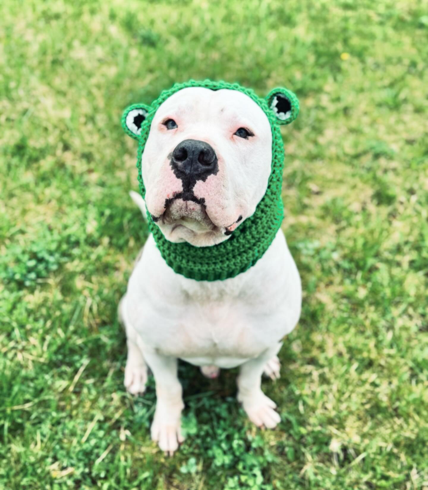 Happy Wednesday from our little frog 🐸 aka adoptable Arlo! 😍

Shoutout to Emily for making this, it&rsquo;s so perfect to cover Arlo&rsquo;s little ears 🥹

Click the &rdquo;adoptables&rdquo; link in our bio to learn more about Mr. Arlo! 💙

#arlo 