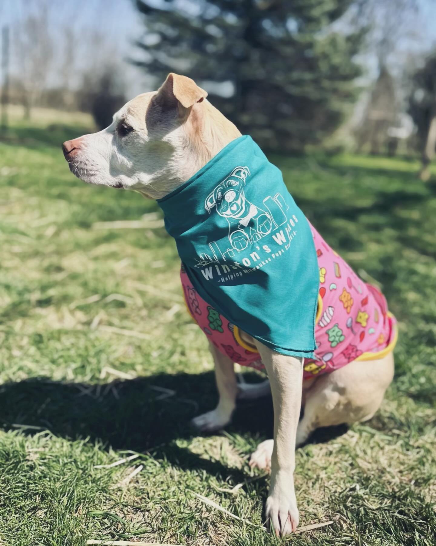 Miss Sophie loves modeling our Doggy Day at Deer District event bandana! 😍

If you weren&rsquo;t able to snag one for yourself during Doggy Day at Deer District this past weekend, you&rsquo;ll have another chance tomorrow during &ldquo;Ca$h the Dog 