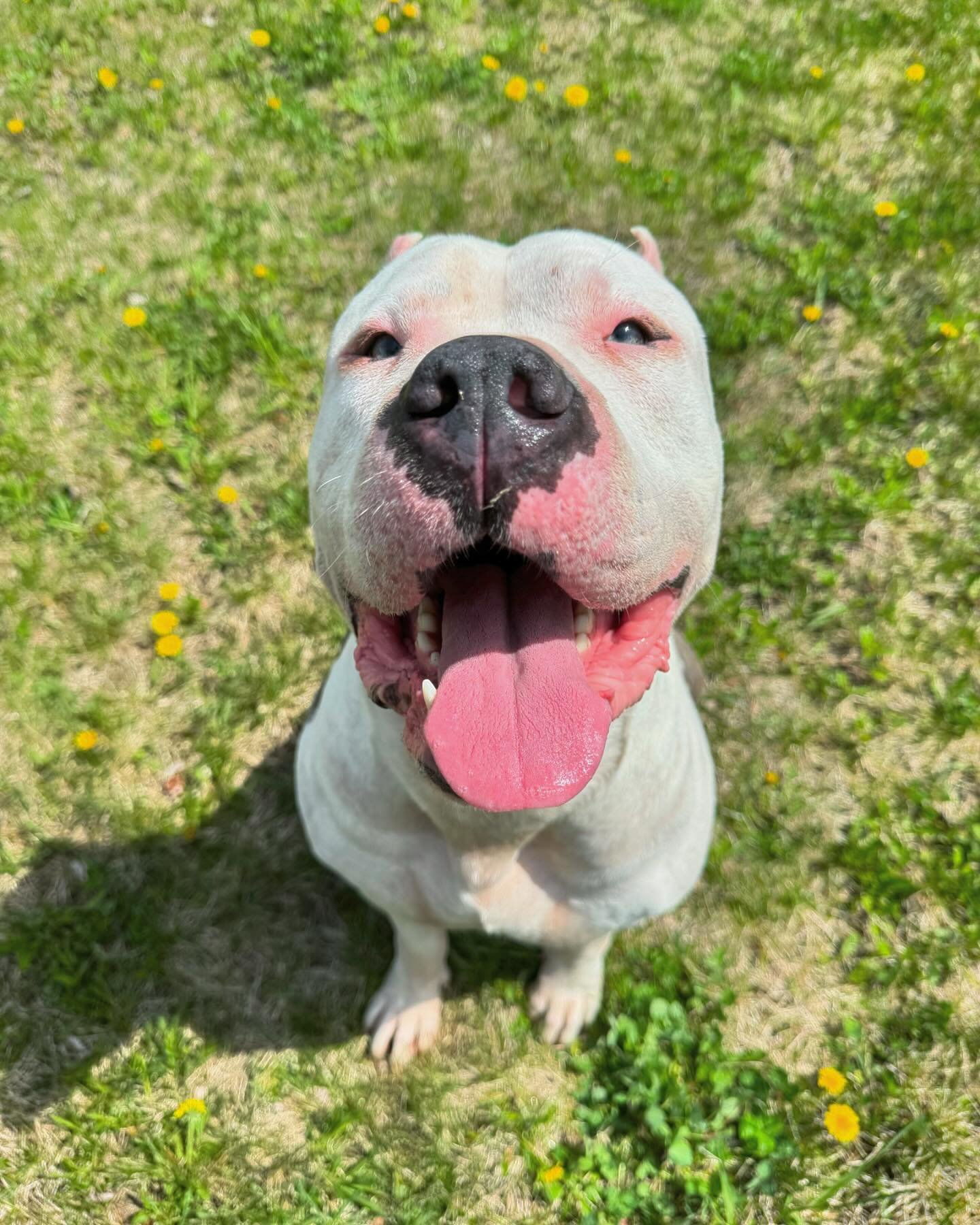 Adoptable Arlo is the happiest boy with a smile that&rsquo;s sure to brighten anyone&rsquo;s day! 🤩 

Interested in making this sweet boy a part of your family?! Click the &ldquo;Adoptables&rdquo; link in our bio to learn more about handsome Arlo! ?