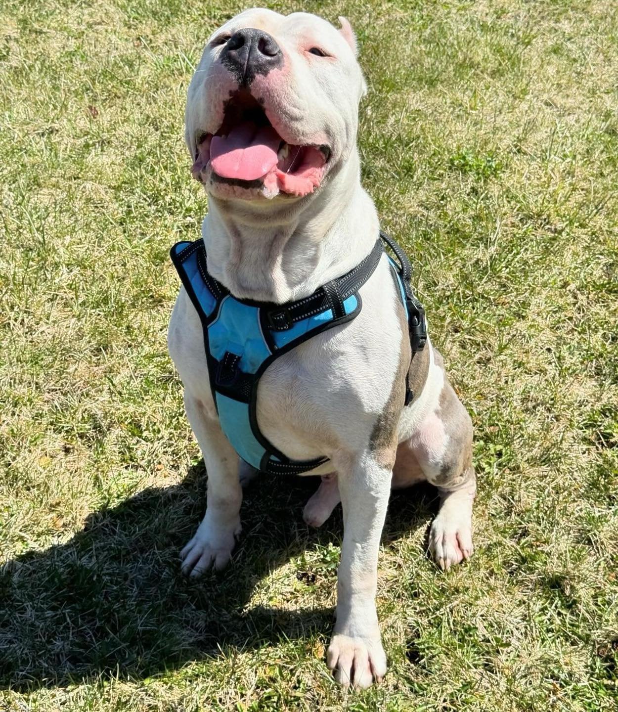 It&rsquo;s Tongue Out Tuesday, and Arlo&rsquo;s got the memo! 😍

This 3-year-old, 100 lb. heartthrob is looking for his happily ever after! 💙 
Whether he&rsquo;s goofing around with his Benebone or cuddling up with his favorite humans, Arlo&rsquo;s