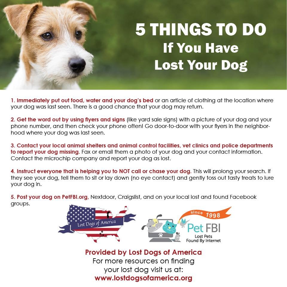 Losing your pet is a terrible thing that no one wants to think about. With today being National Lost Dog Awareness Day it&rsquo;s the perfect time to raise awareness about the importance of proper identification and quick action in finding lost pups 