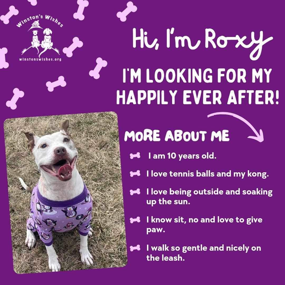 Miss Roxy is on a mission to spread some springtime joy and find her happily ever after! 😍
This princess is 10 years young, around 50 lbs, and is the sweetest girl who deserves to find a family to spoil her for the rest of her days 🥰

Interested in