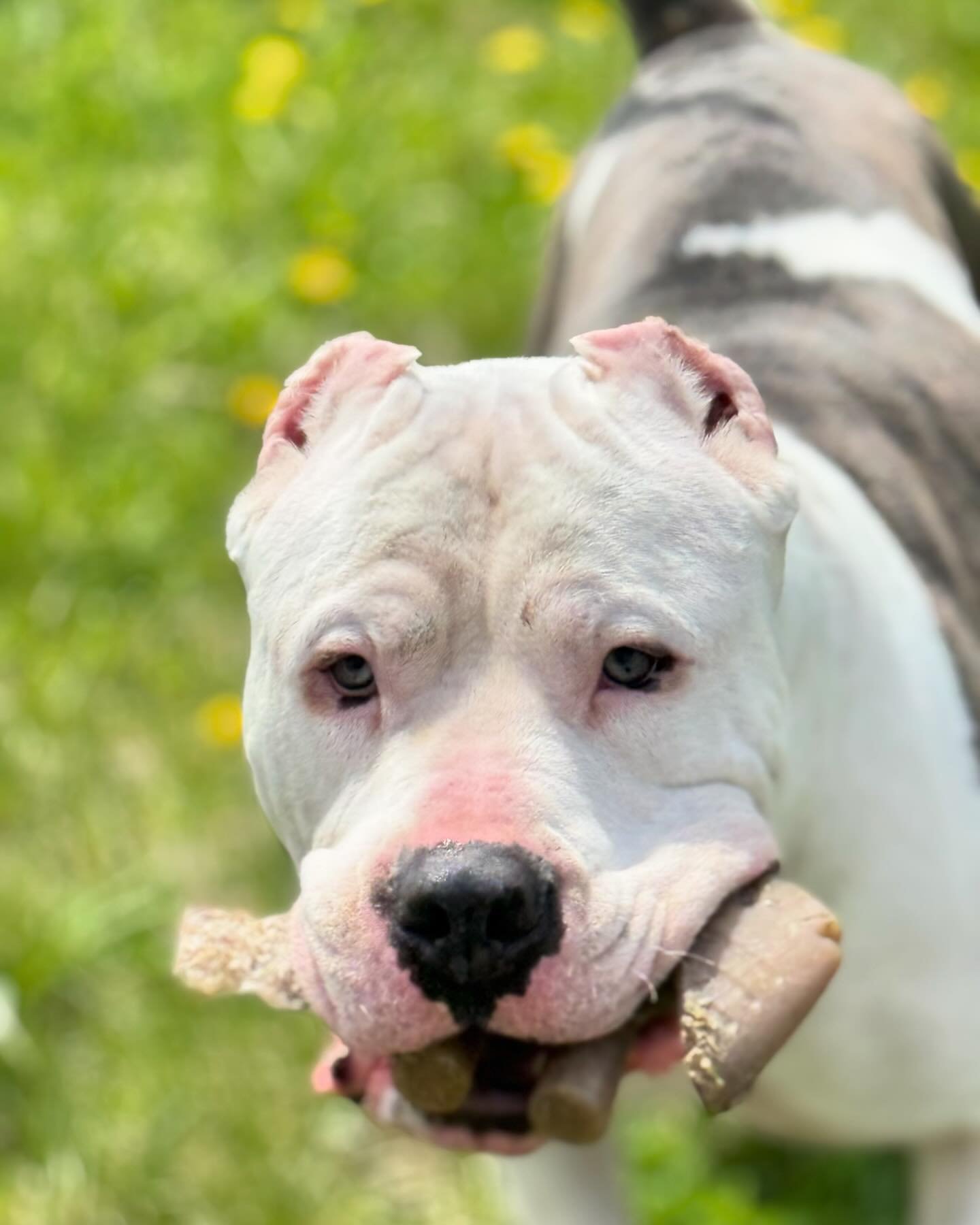 Glamour shot ✨featuring Adoptable Arlo and his Benebone 😍

This handsome fella is the total package; housebroken, walks perfectly on leash, and is the sweetest boy who loves to snuggle 🥰

Click the &ldquo;Current Adoptables&rdquo; link in our bio t