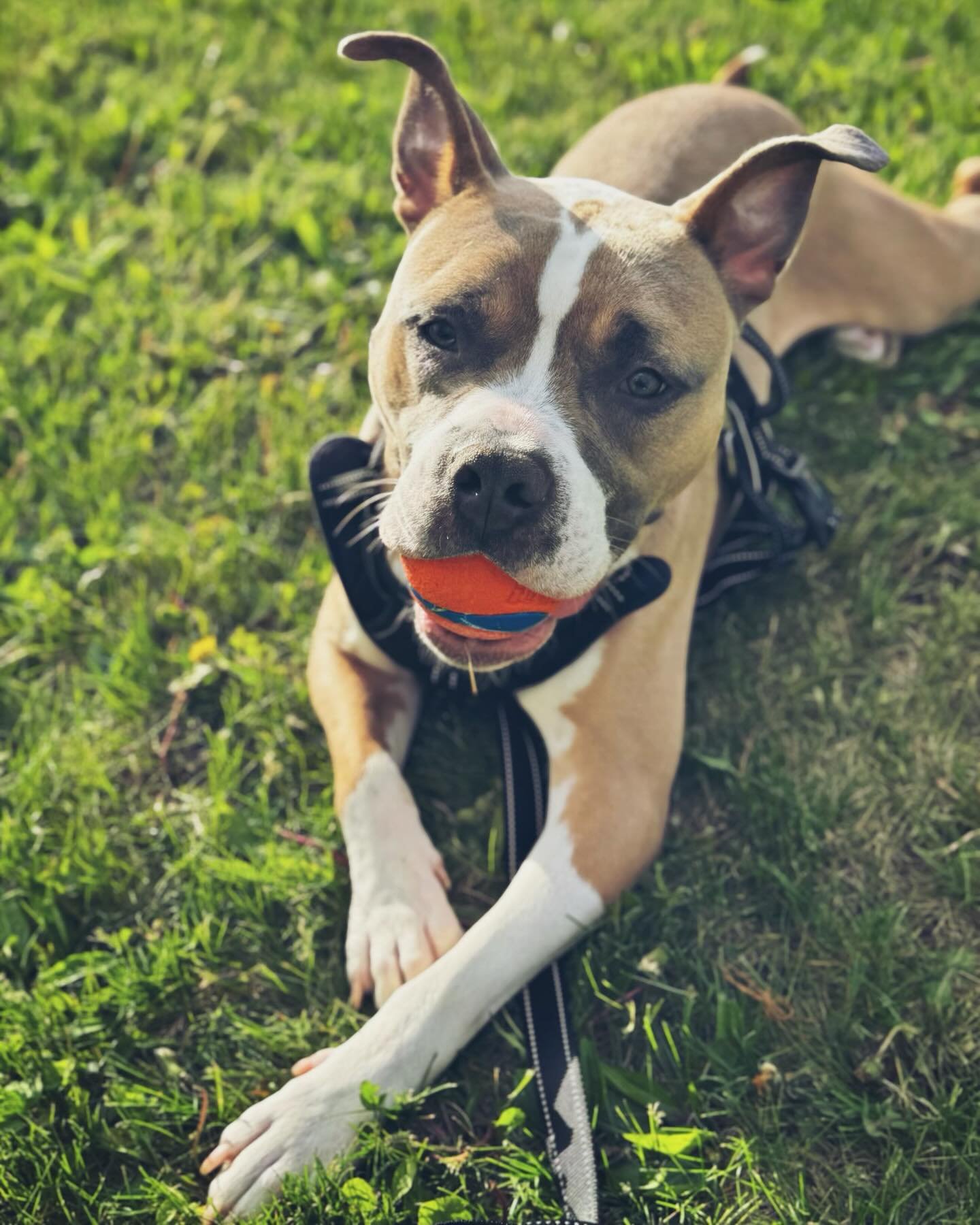 Mr. Winston has officially passed on his Chuck It ball obsession to the Winston&rsquo;s Wishes pups 🥹

This is handsome Toby&rsquo;s new favorite toy! 💙

#toby #tobysjourney #adopt #adoptdontshop #soontobeadoptable #sohandsome #newkidontheblock #ch