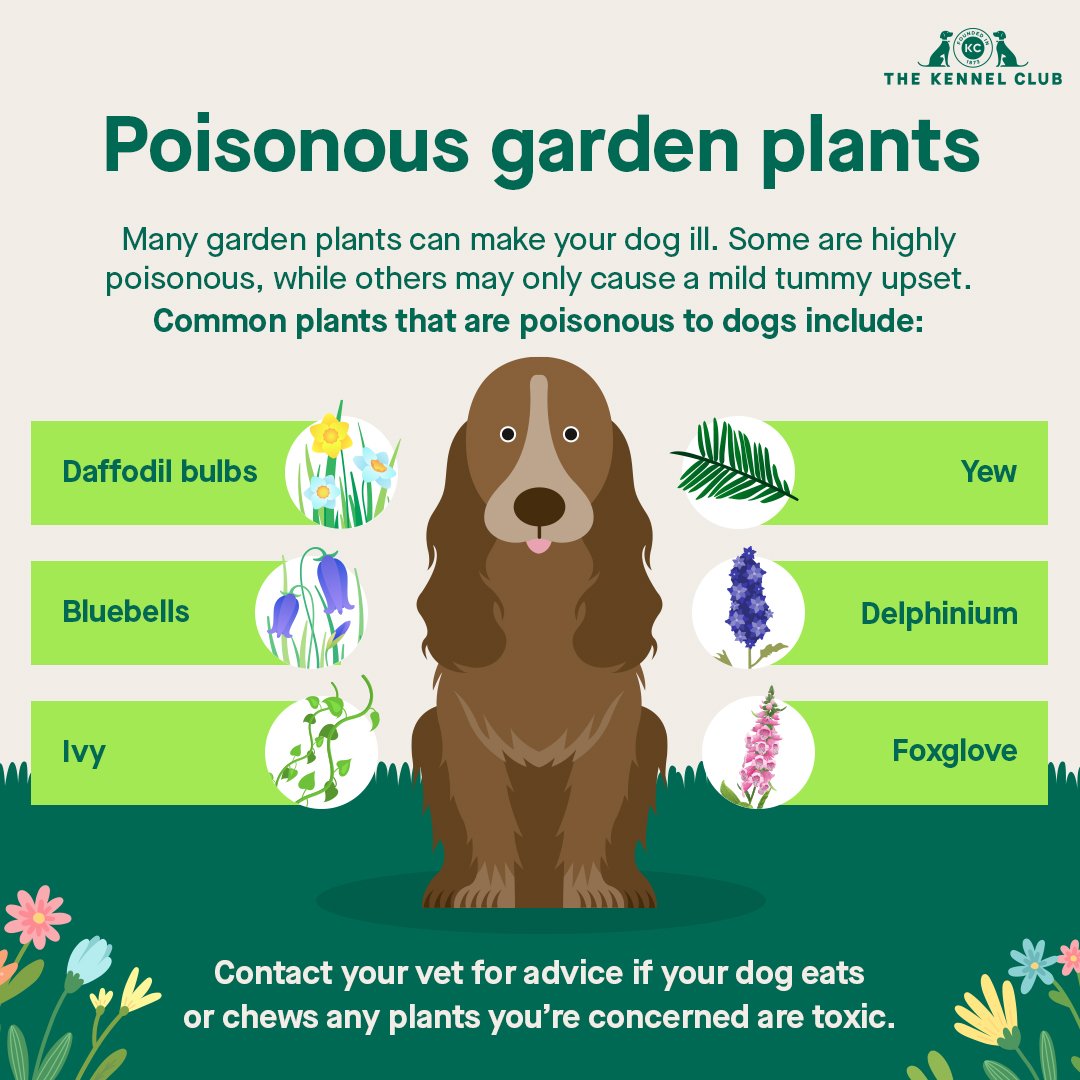 Attention all dog lovers! ✨

Did you know that some garden plants can pose a risk to your furry friends? Whether it's highly poisonous varieties or those causing a mild tummy upset, it's crucial to be aware before you plant this summer 🌿

Keep your 