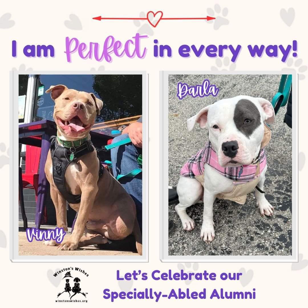 Today is National Specially-Abled Pets Day! 🐾🎉 Let's celebrate these perfectly imperfect fur balls for the amazing, sweet, and go-getters that they are! Our WW Alumni Vinny and Darla know first hand that nothing is stopping them from living their v