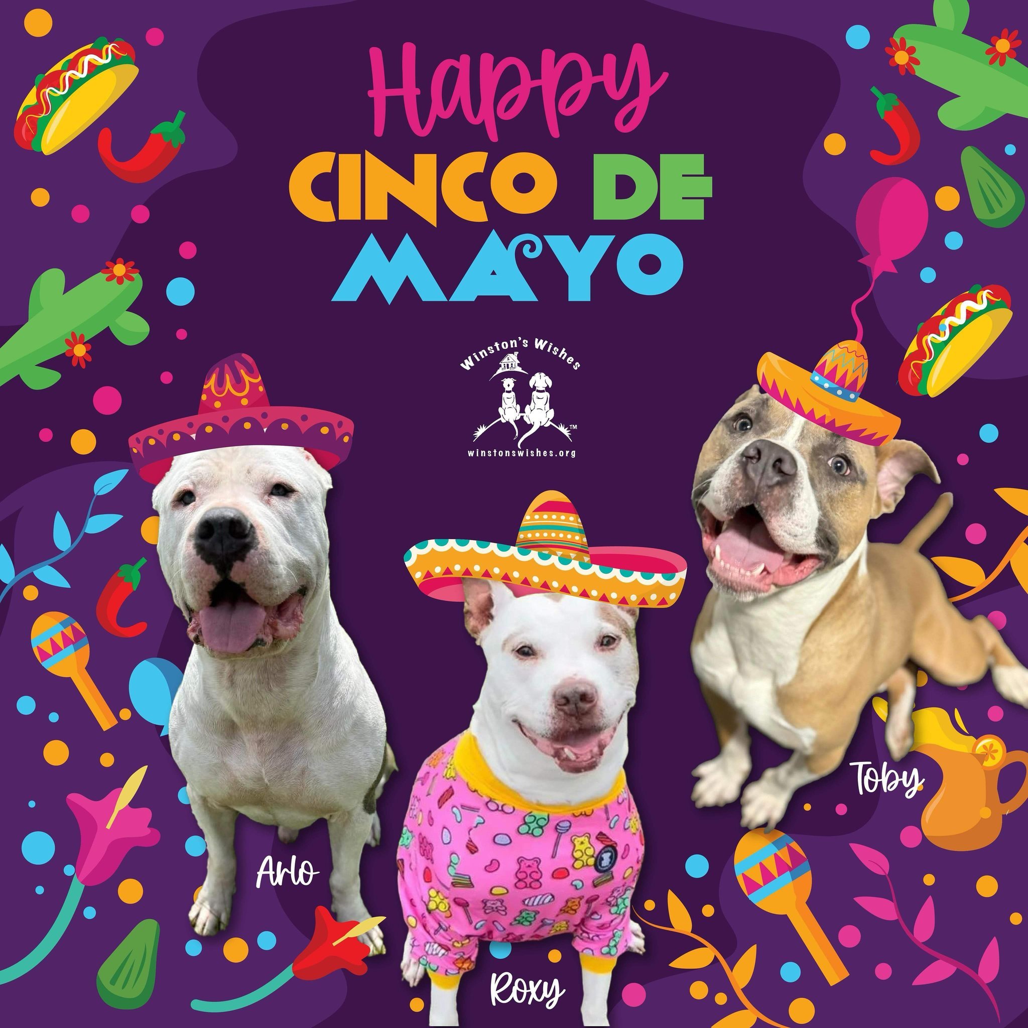 Happy Cinco de Mayo from these adorable party animals, Arlo, Roxy, &amp; Toby! 😍🎉 

Learn more about our adoptables by clicking the &ldquo;Adoptables&rdquo; link in our bio! 💙

#arlo #roxy #toby #adopt #adoptyournewbestfriend #adoptthecropped #cin
