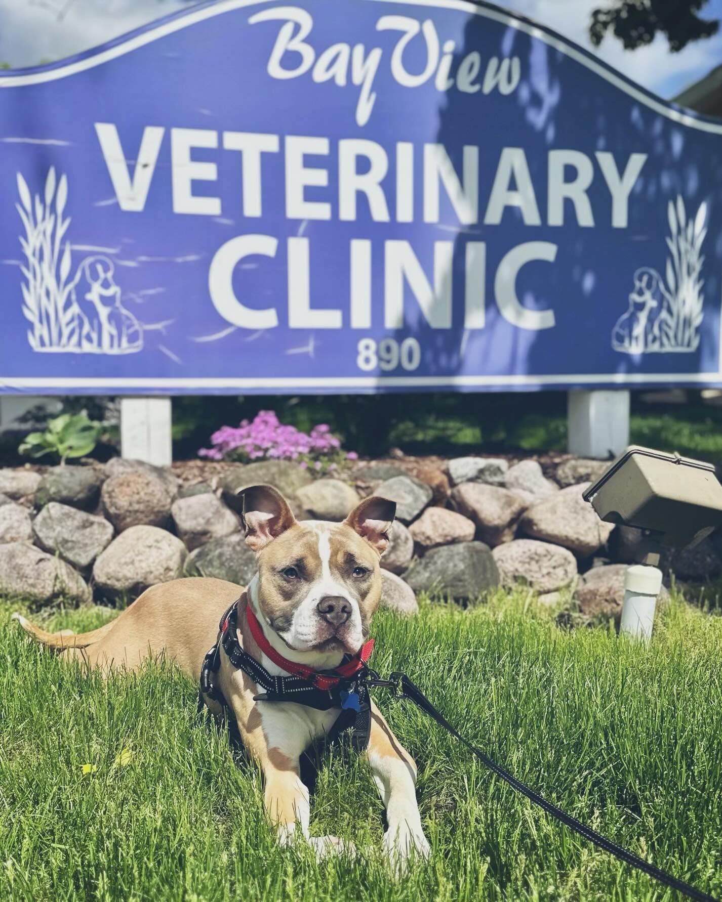Handsome Toby visited our friends at Bay View Veterinary Clinic today for his first of a few checkups 🐾

He received the full Winston&rsquo;s Wishes medial treatment; full blood panel, vaccinations, and preventative care, and did so well! His next a