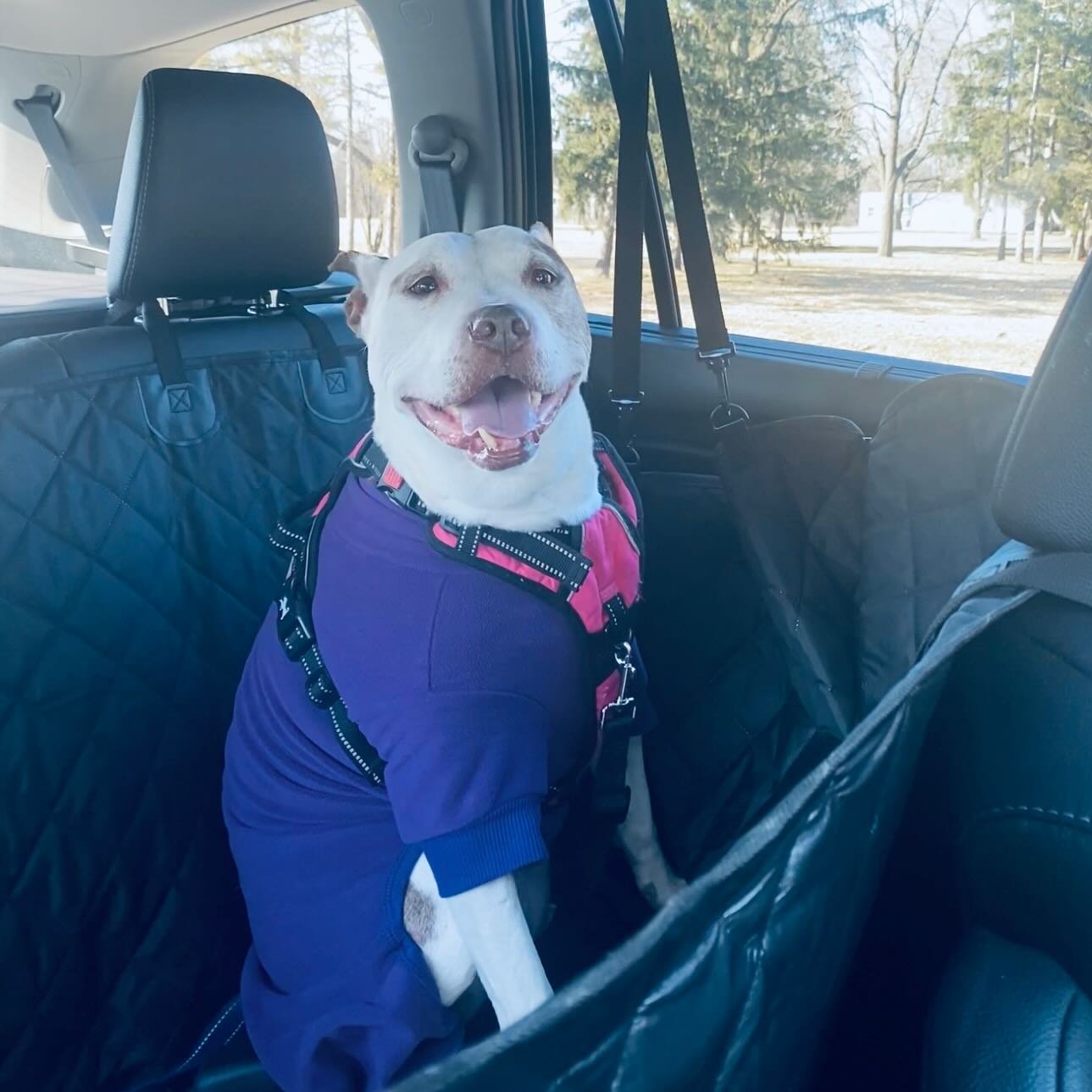 Are you looking for the most adorable copilot to share all of your adventures with? Miss Roxy is your girl! 😍

This sweet senior gal is ready to find her new best friend! Click the &rdquo;adoptables&rdquo; link in our bio to fill out an adoption app