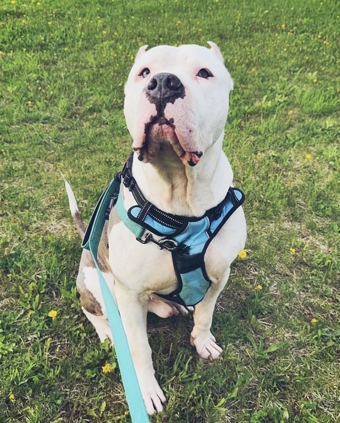 Handsome Arlo is looking for his happily ever after! He is 3 years old and loves to run around like the mini horse that he is! Finding a home with a fenced in yard for him to run is a must! 💙

Click the &ldquo;adoptables&rdquo; link in our bio to le