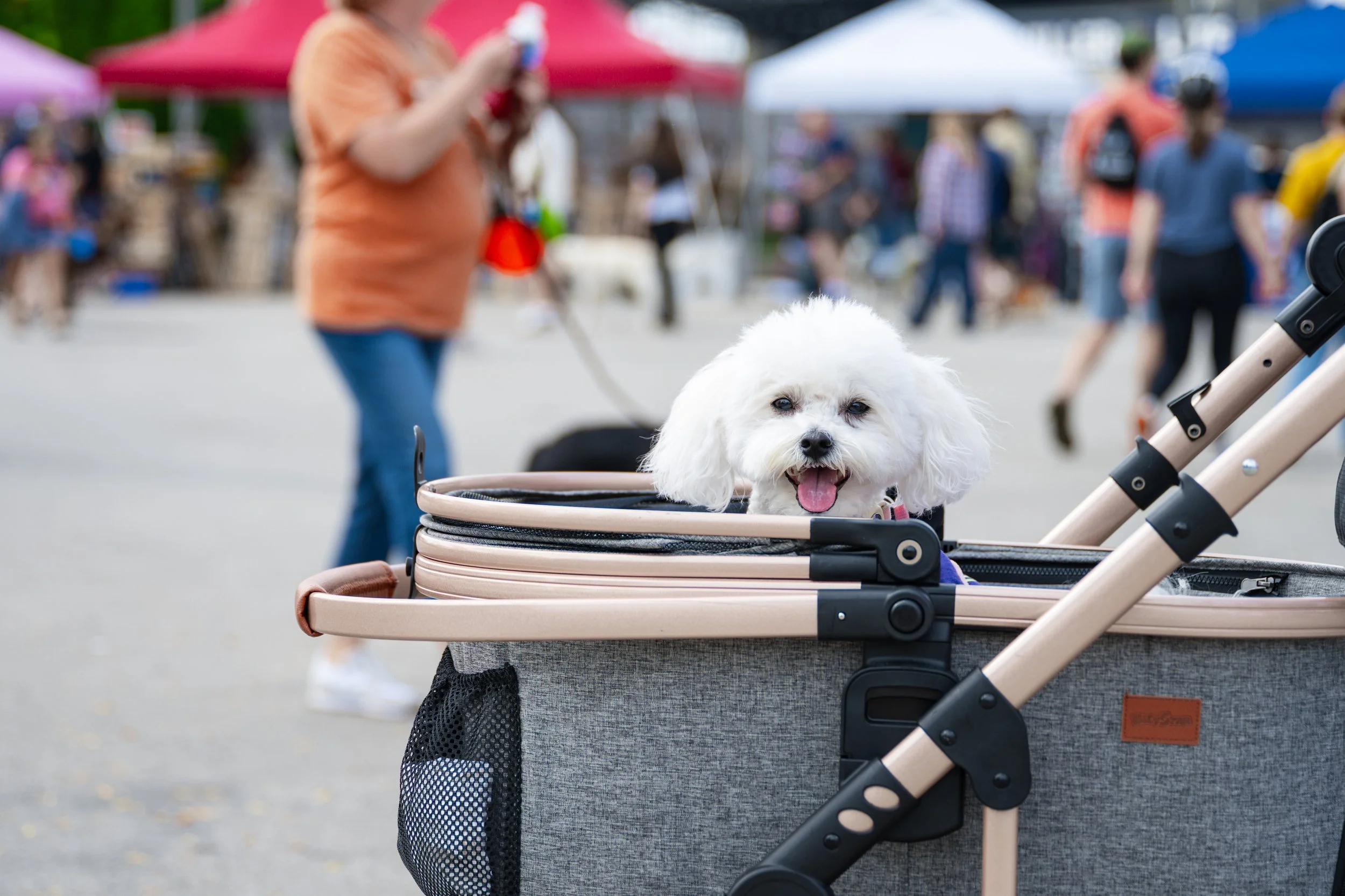 09202025_RP_Pawfest-4.jpg