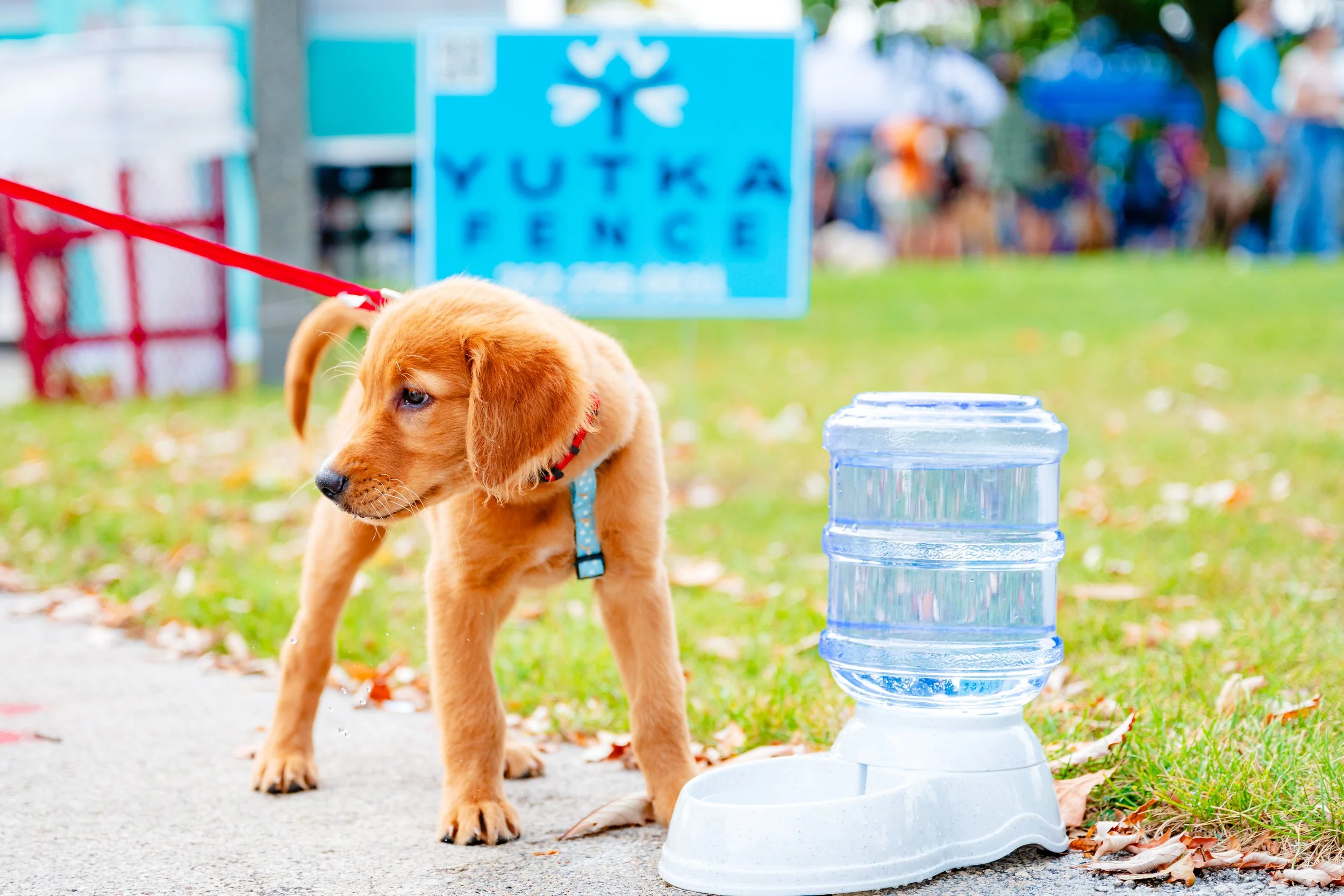 09202025_RP_Pawfest-9.jpg