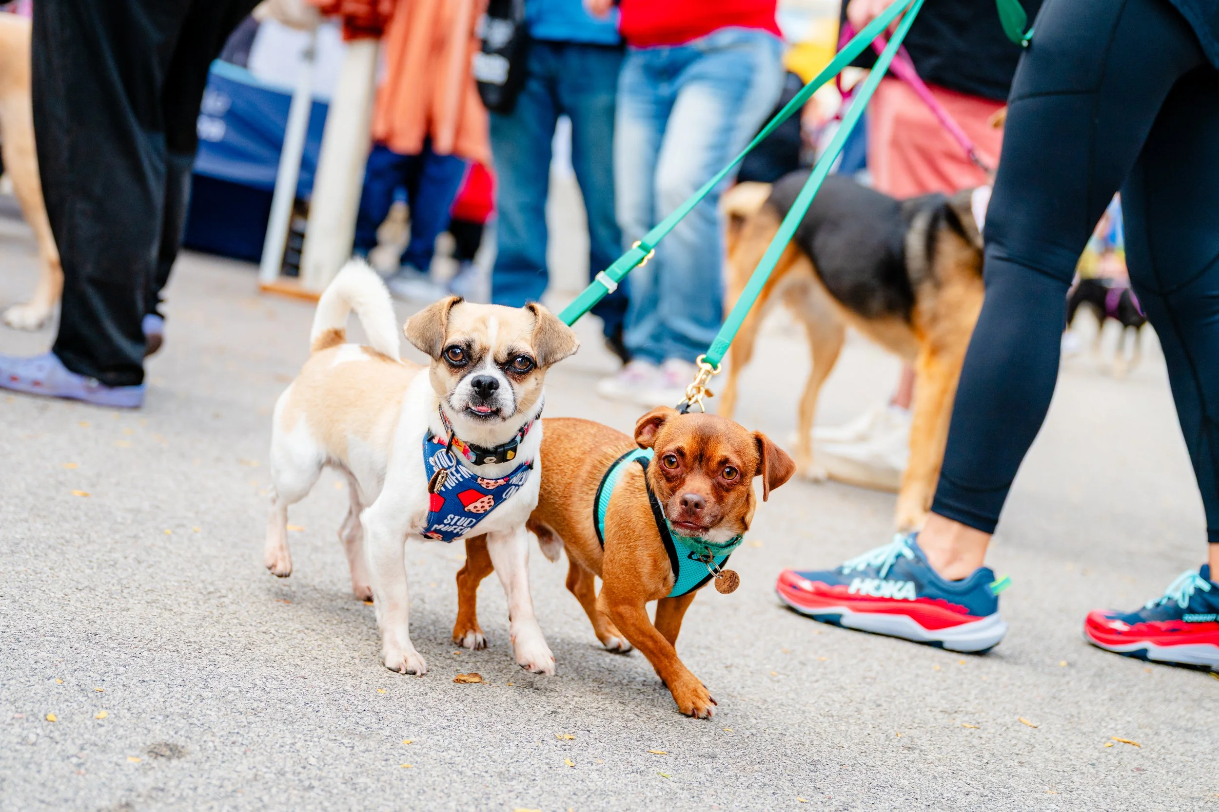 09202025_RP_Pawfest-12.jpg