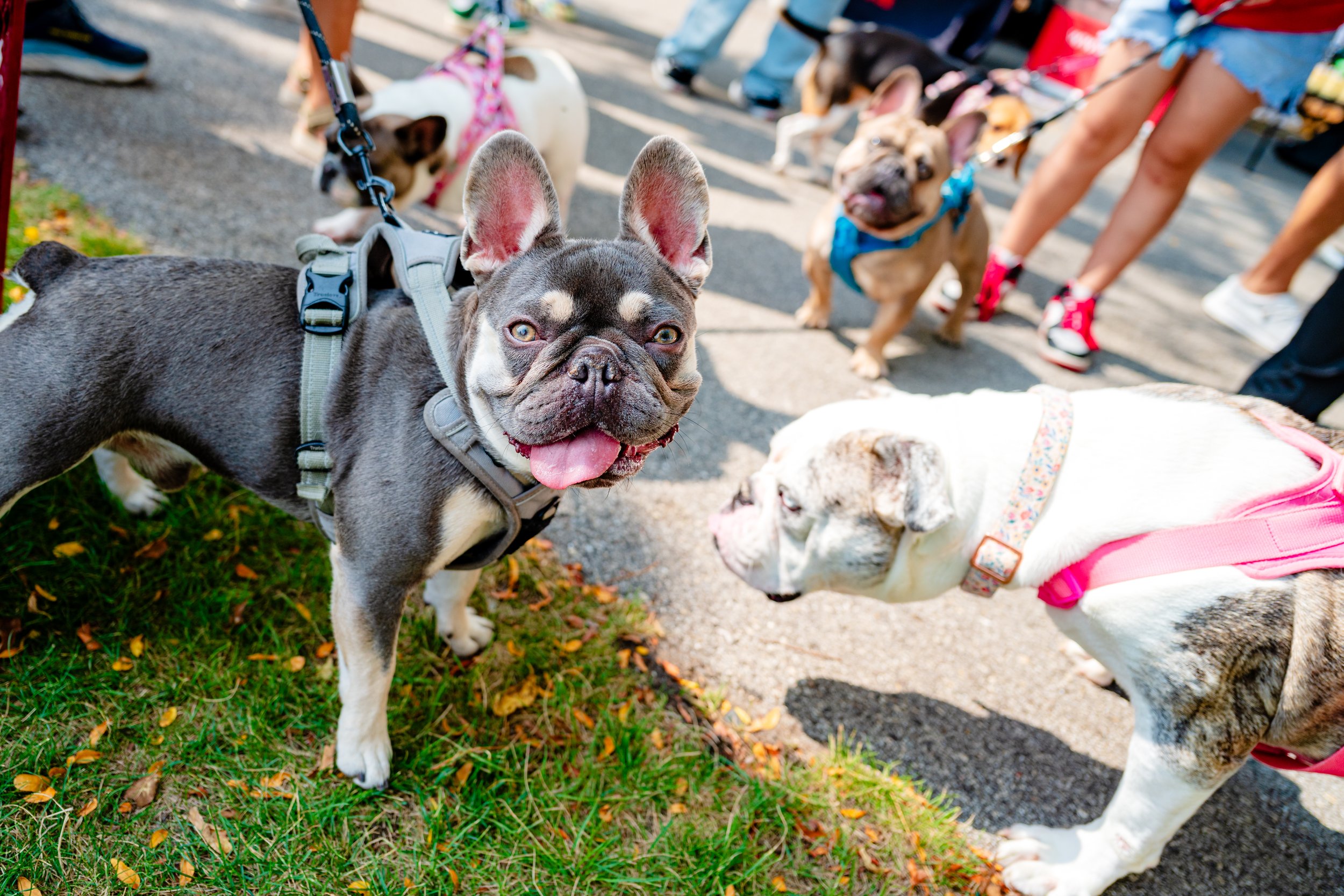 09202025_RP_Pawfest-33.jpg