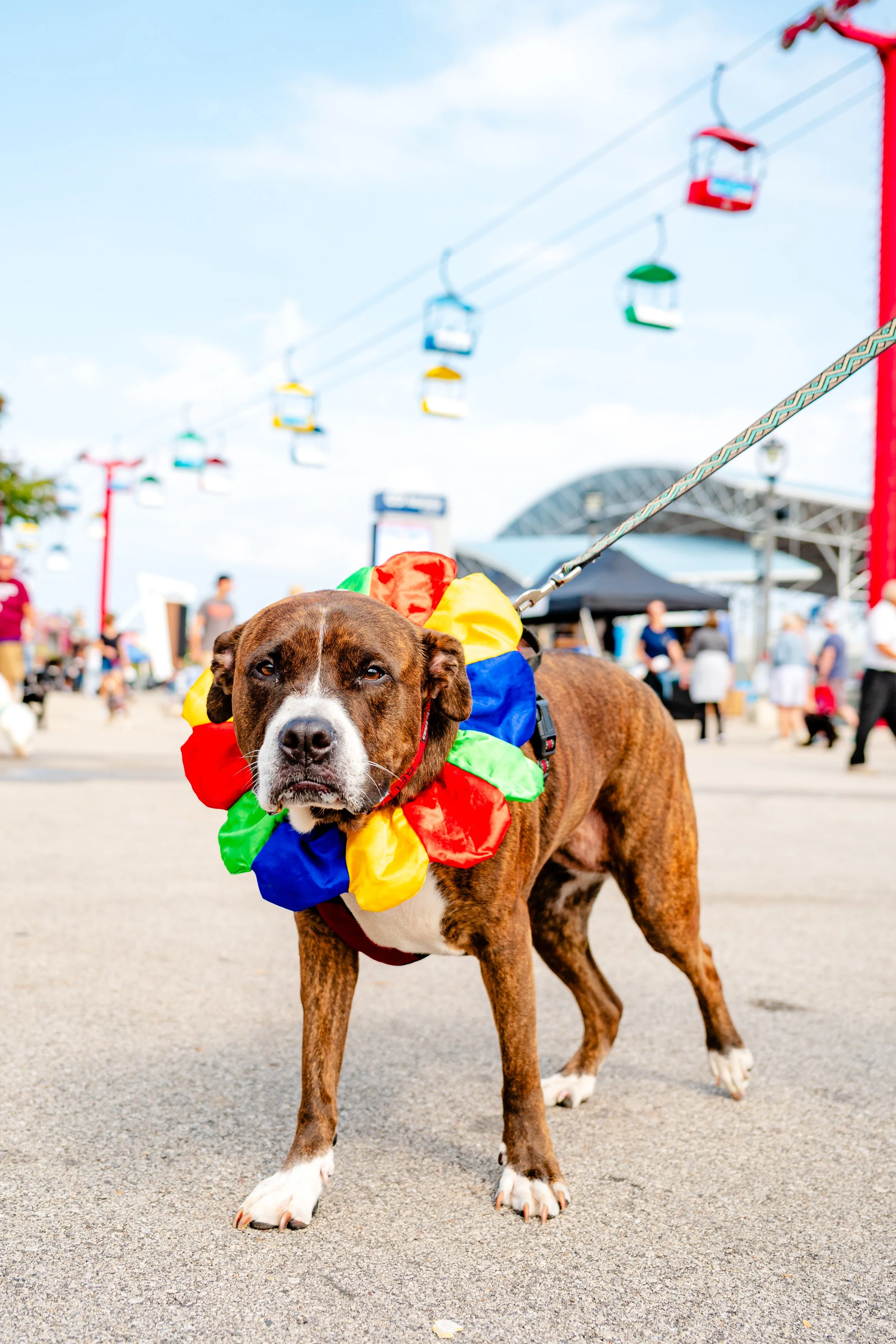 09202025_RP_Pawfest-39.jpg
