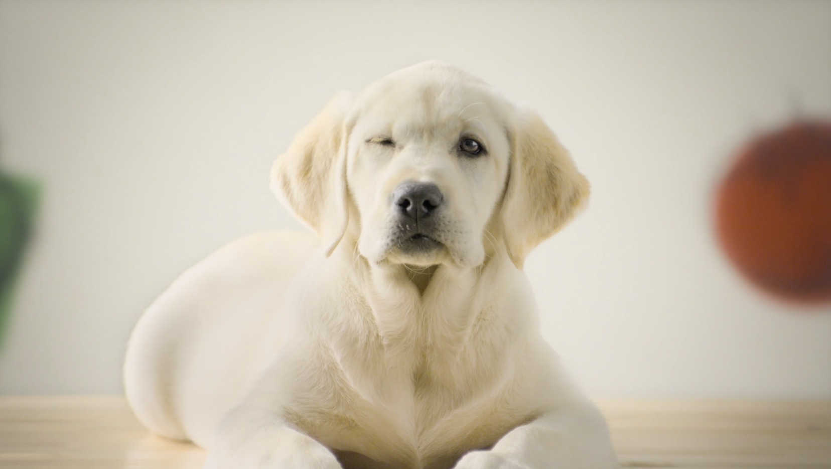 Help Save the Puppy