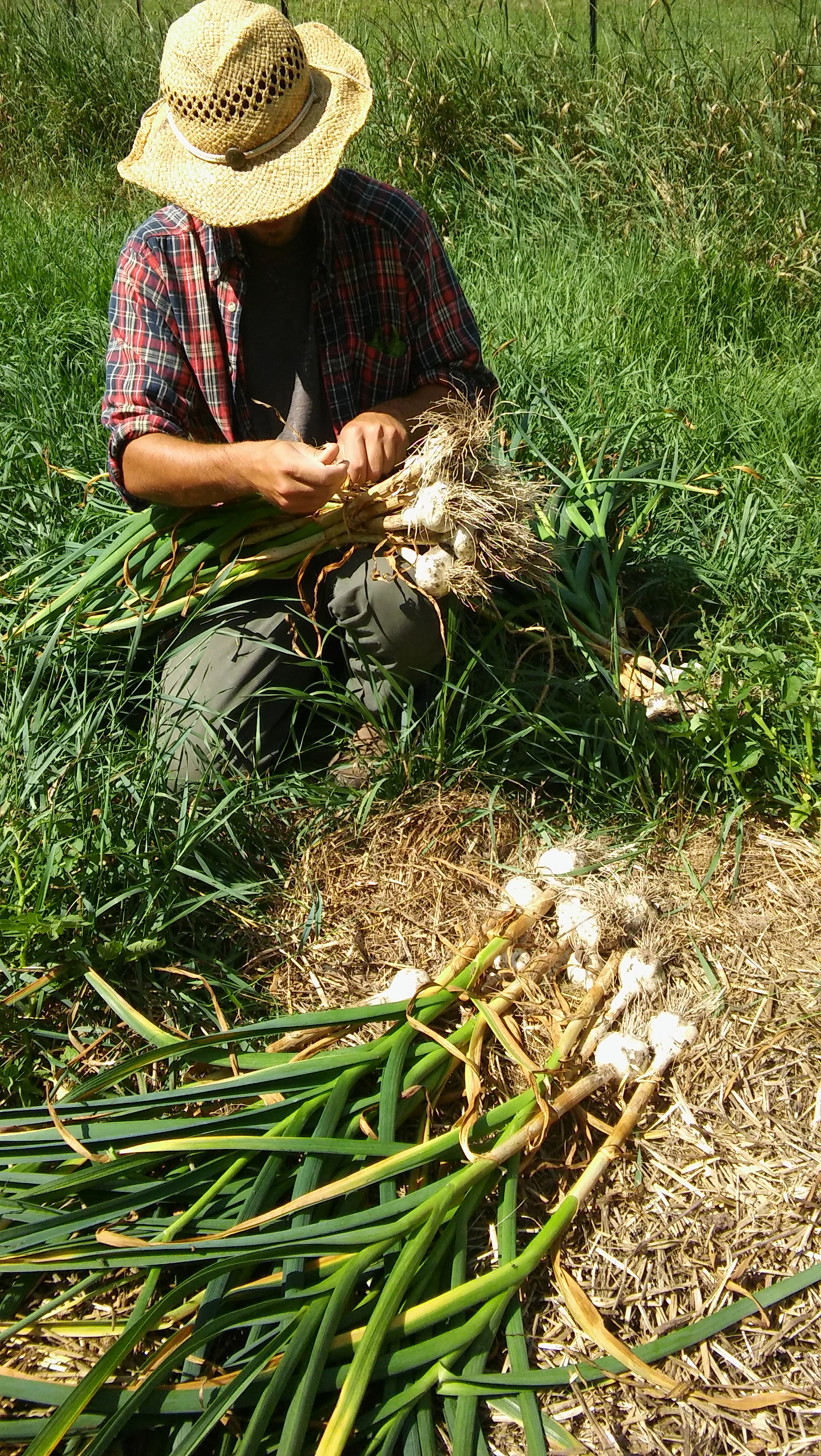 Casey bundles garlic, Folk Tree Farm