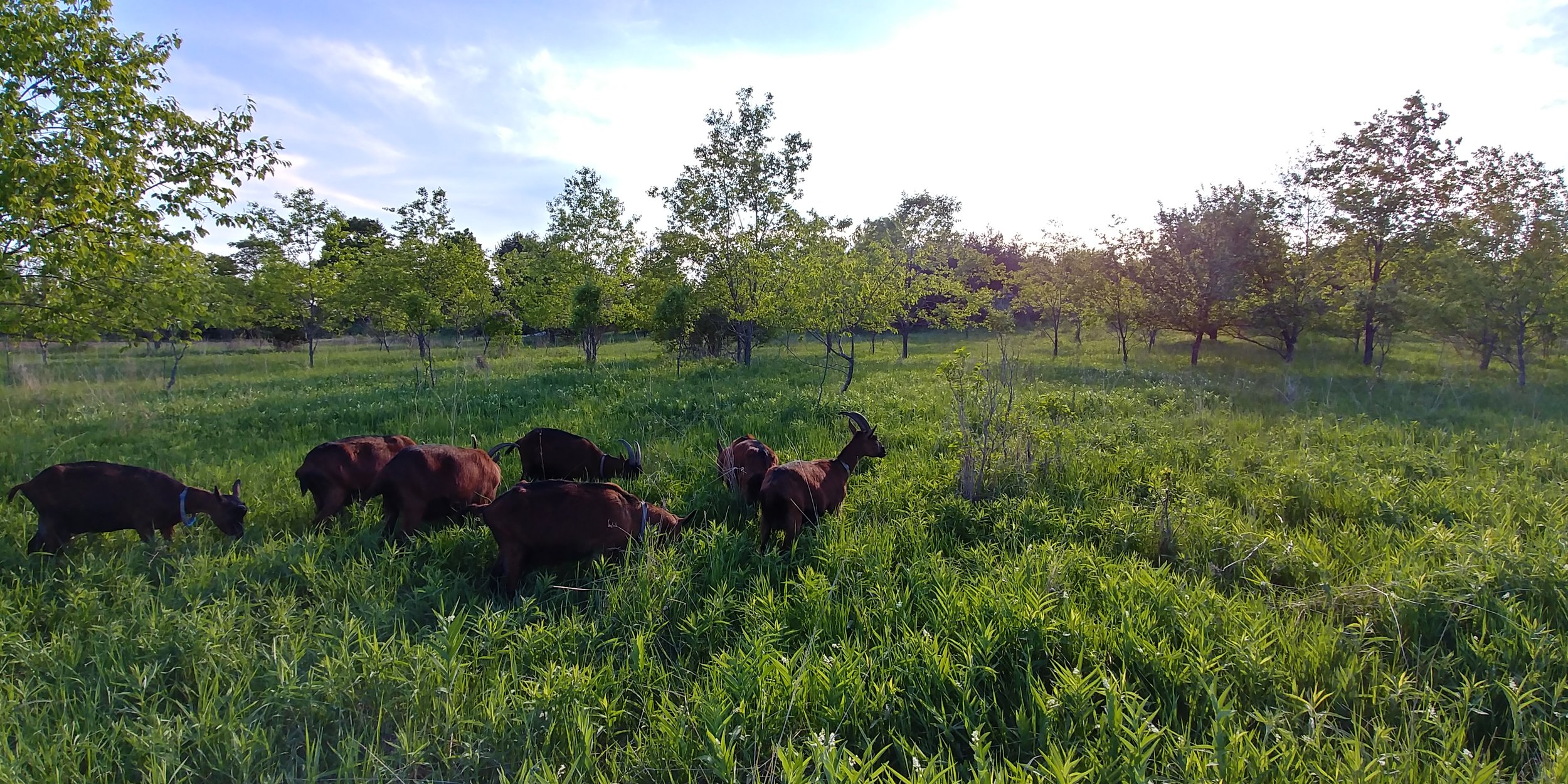 Goats, Folk Tree Farm