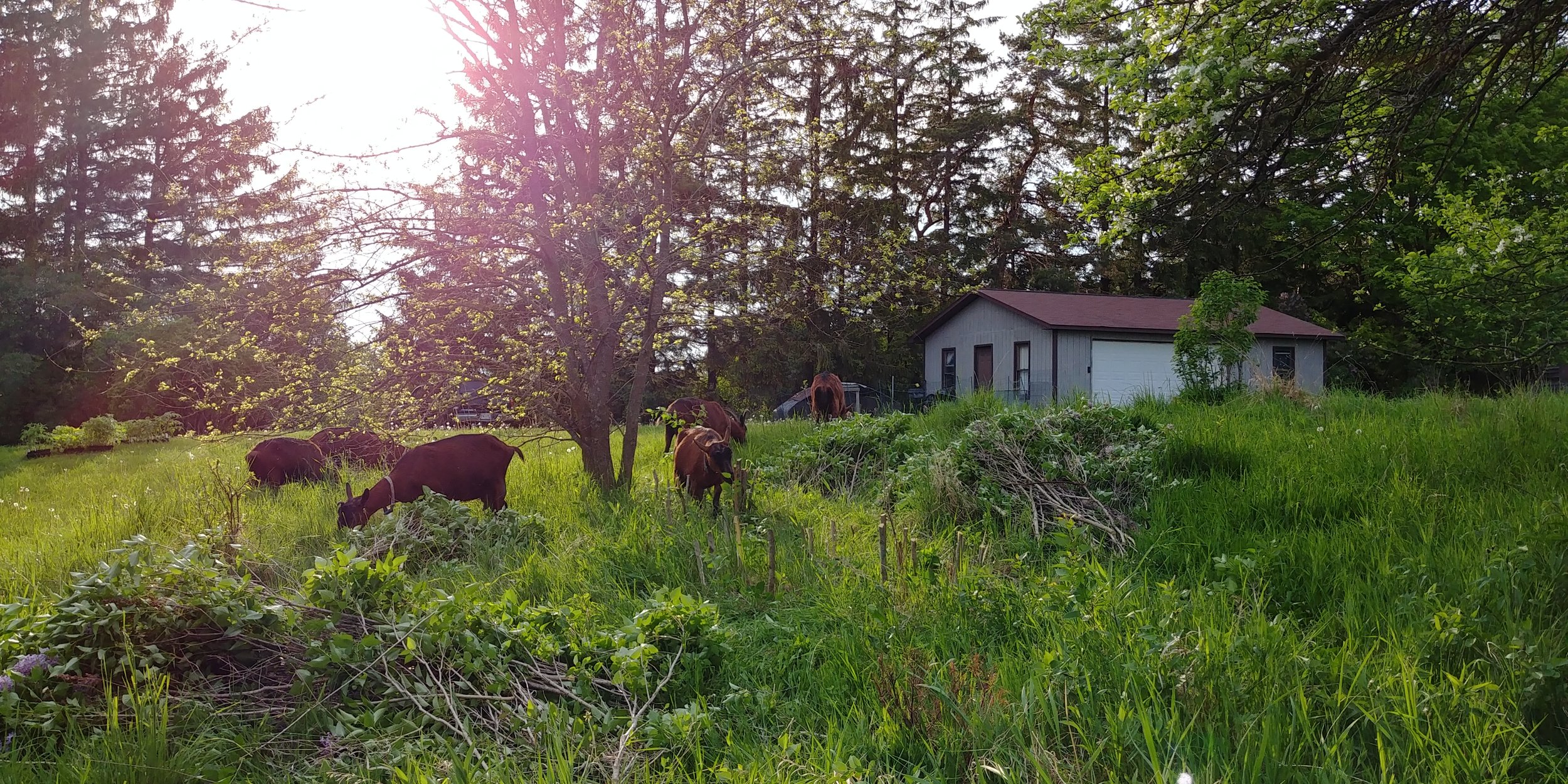 Goats, Folk Tree Farm