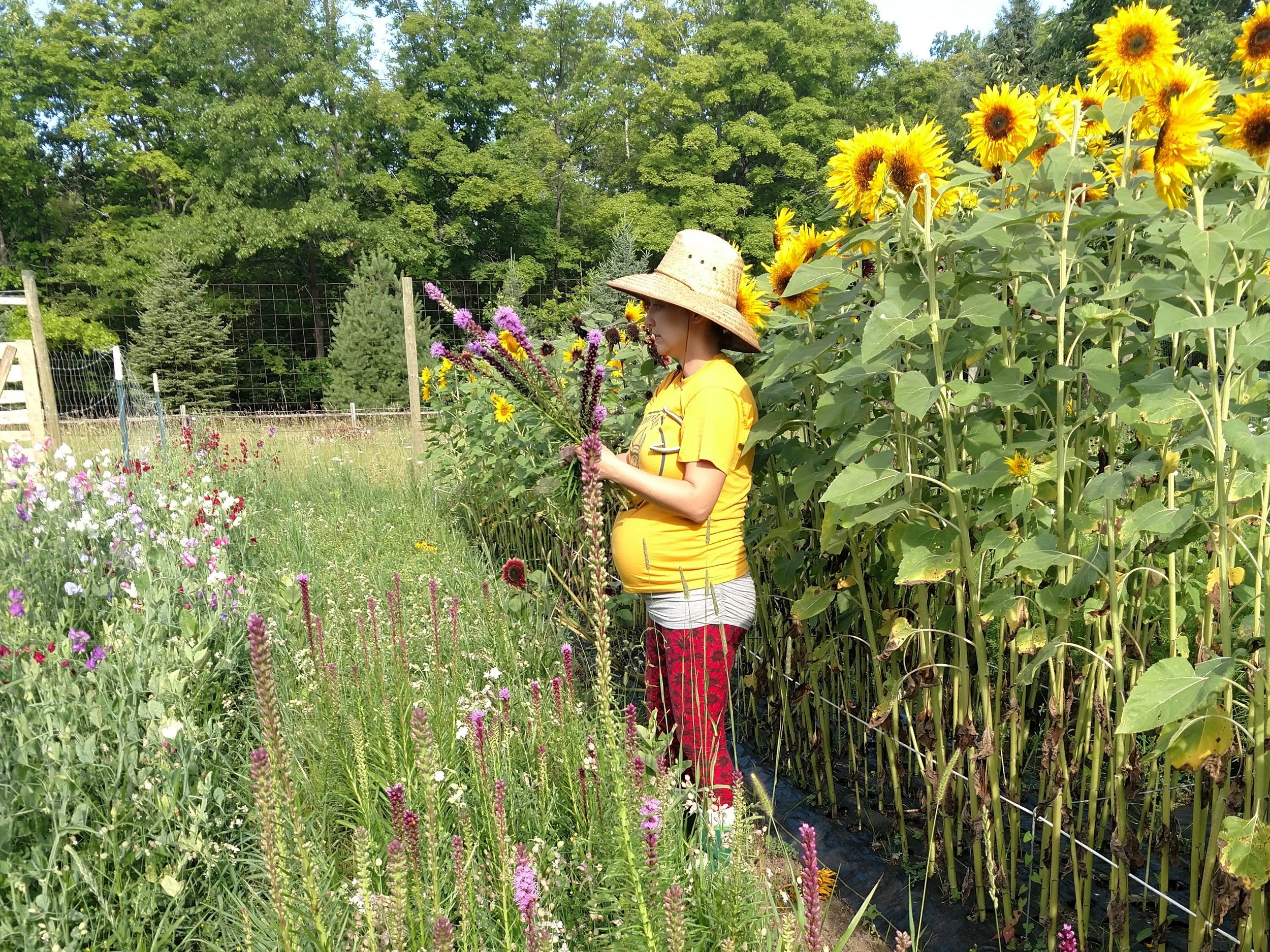 Flower Harvest, Hoot Blossom Farm