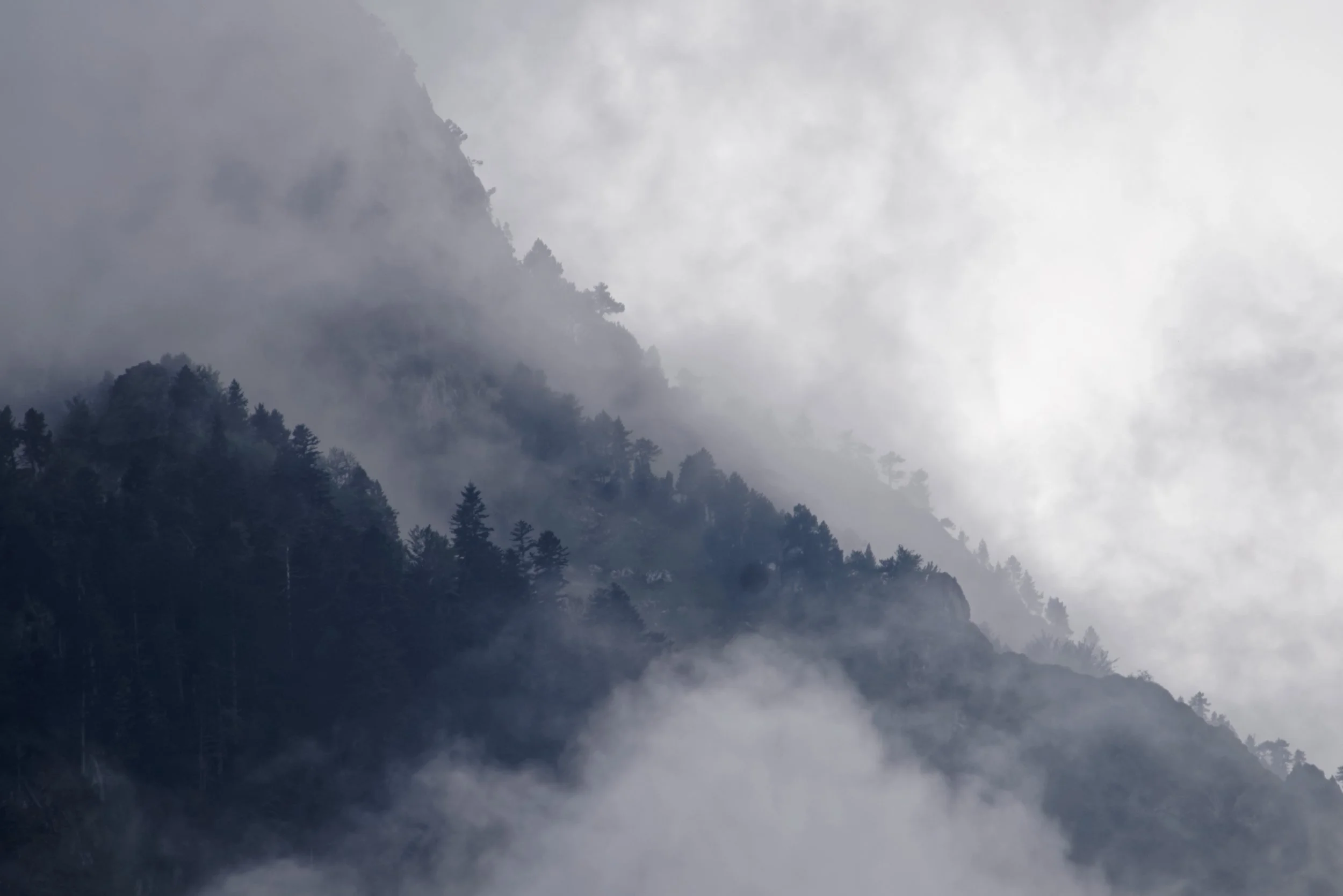 ForestClouds.jpg