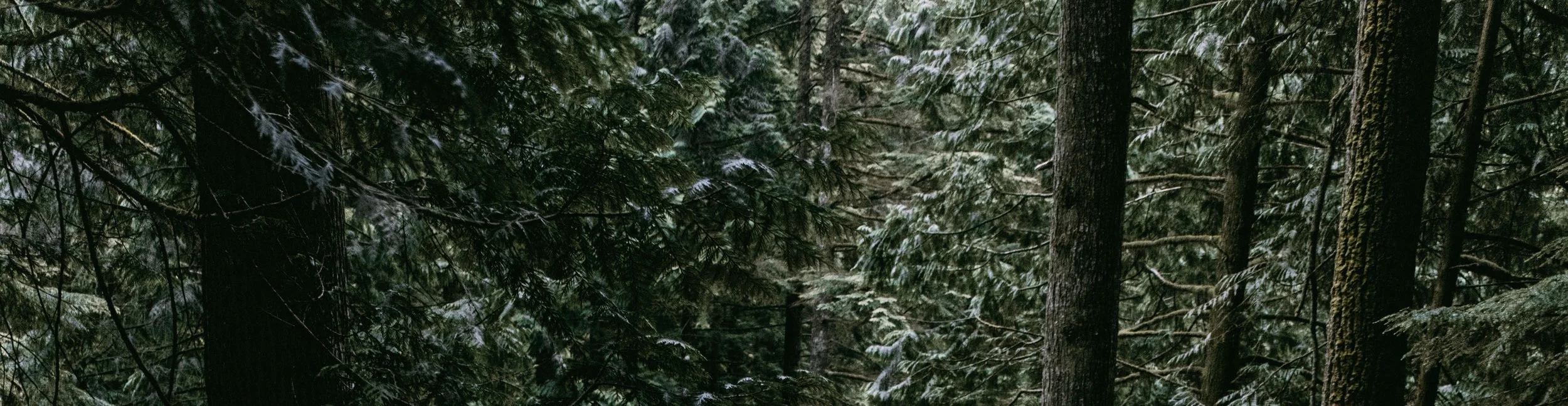 ForestPath+Narrow.jpg