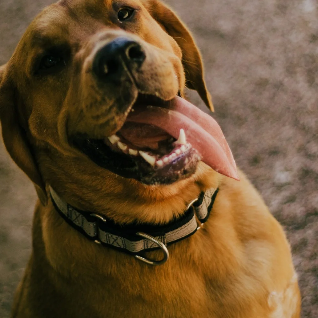 BEST VET FORT WORTH .jpg