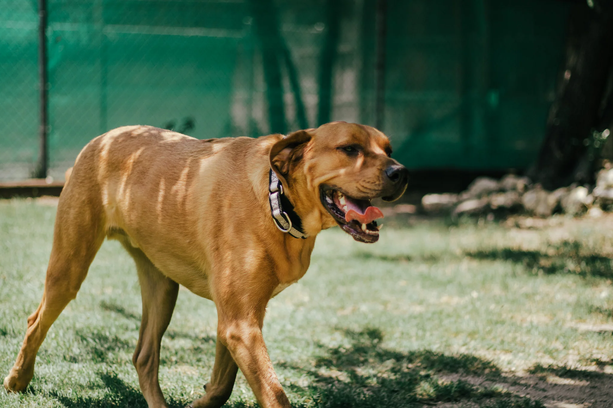 How to Care For Your Pets During Texas Summers - FAQ