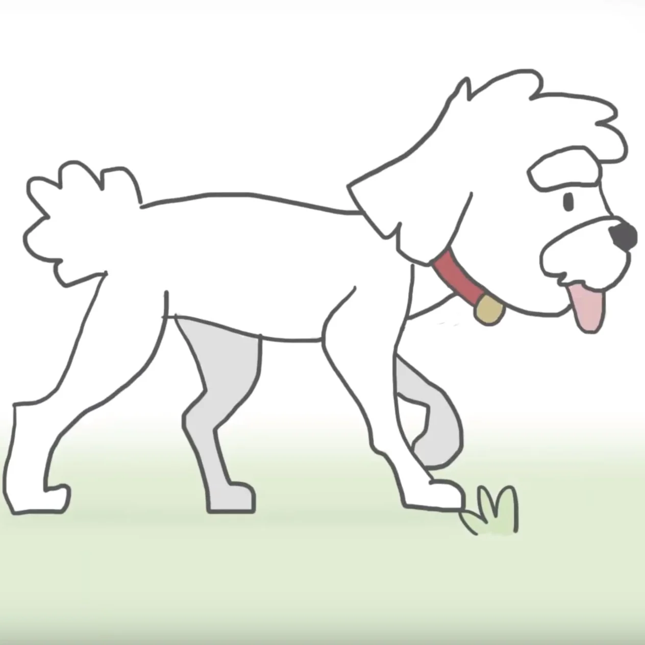 Wellness Testing for Dogs &amp; Cats - Is It Vital? 