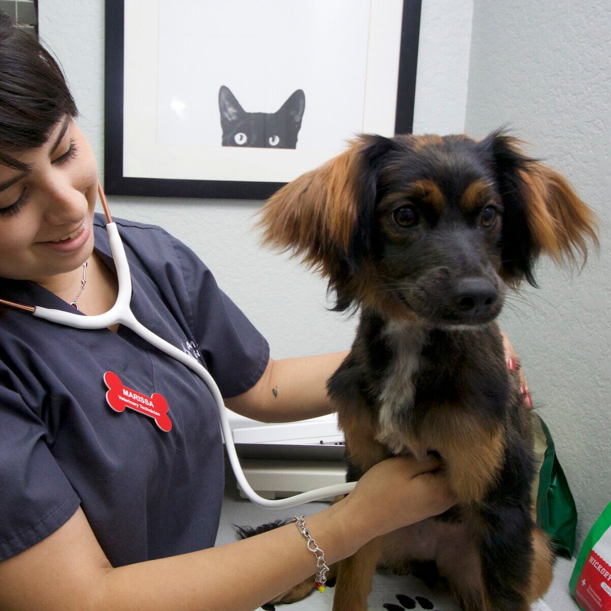 A-Animal Clinic Veterinarian, Grooming 
