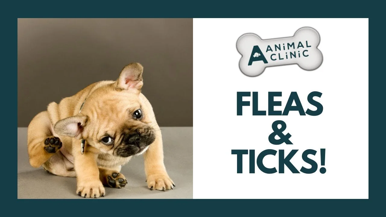 How to Get Rid of Fleas Once and For All! 