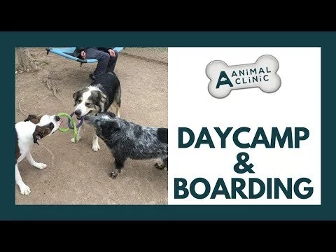 Dog Day Camp - A-Animal Clinic Fort Worth TX