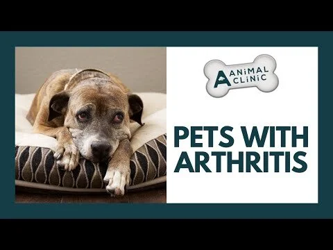 Arthritis in Dogs - A-Animal Clinic - Fort Worth, TX