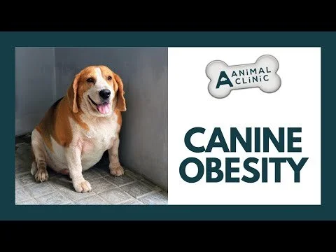 Canine Obesity - How to Identify It and Treat It